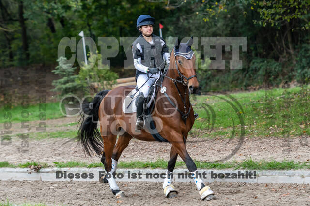 Goldene Schärpe 2020 - Pferde