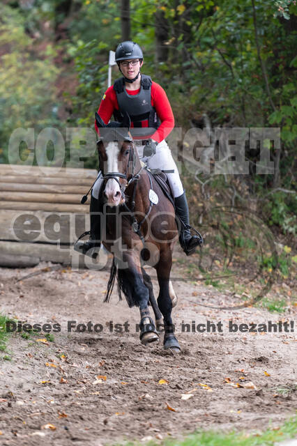 Goldene Schärpe 2020 - Pferde