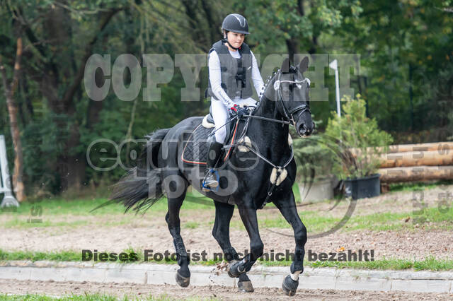 Goldene Schärpe 2020 - Pferde