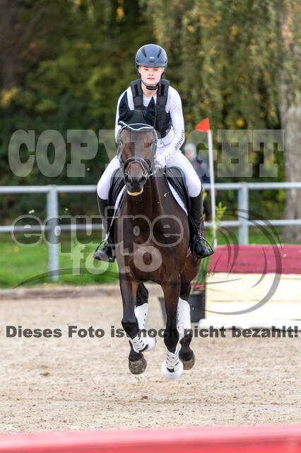 Goldene Schärpe 2020 - Pferde