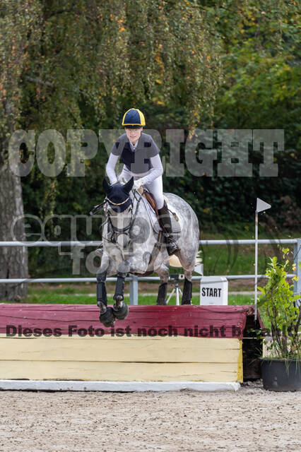 Goldene Schärpe 2020 - Pferde