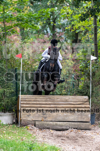 Goldene Schärpe 2020 - Pferde