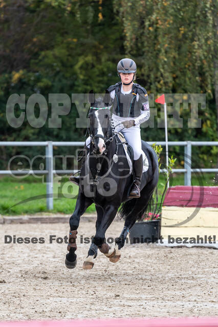 Goldene Schärpe 2020 - Pferde