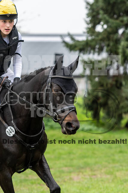 Goldene Schärpe 2020 - Pferde