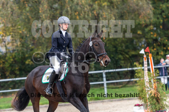 Goldene Schärpe 2020 - Pferde