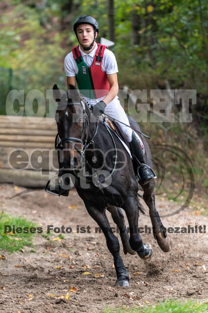 Goldene Schärpe 2020 - Pferde