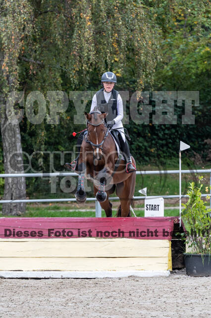 Goldene Schärpe 2020 - Pferde