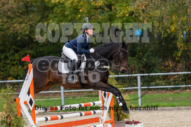 Goldene Schärpe 2020 - Pferde