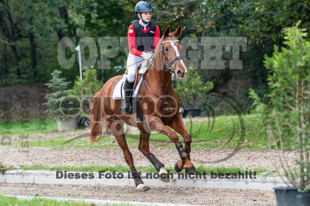 Goldene Schärpe 2020 - Pferde