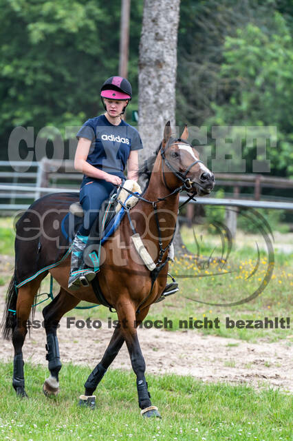 Hunter Geländetraining 10.07.2021 (Sonsbeck)