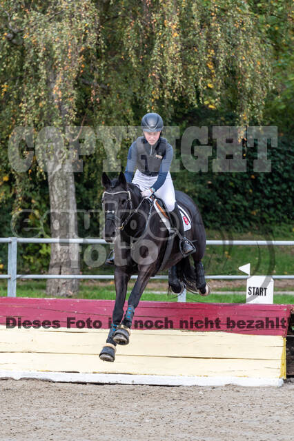 Goldene Schärpe 2020 - Pferde