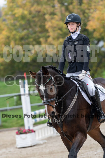 Goldene Schärpe 2020 - Pferde