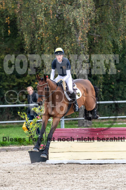 Goldene Schärpe 2020 - Pferde