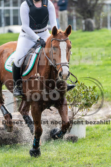 Goldene Schärpe 2020 - Pferde