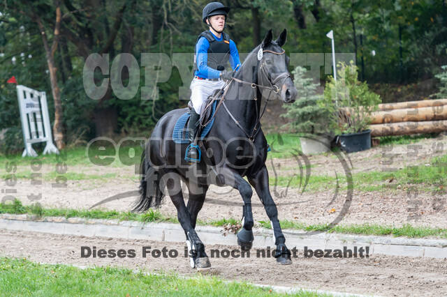 Goldene Schärpe 2020 - Pferde