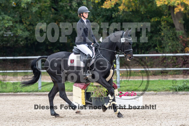 Goldene Schärpe 2020 - Pferde