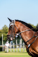 Kronenberg - De Peelbergen (August 2020)