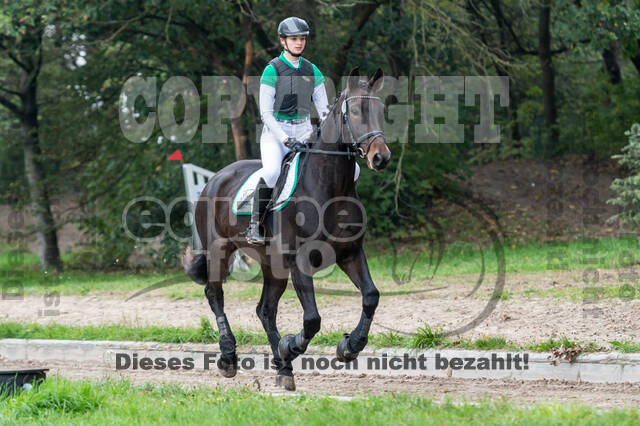 Goldene Schärpe 2020 - Pferde