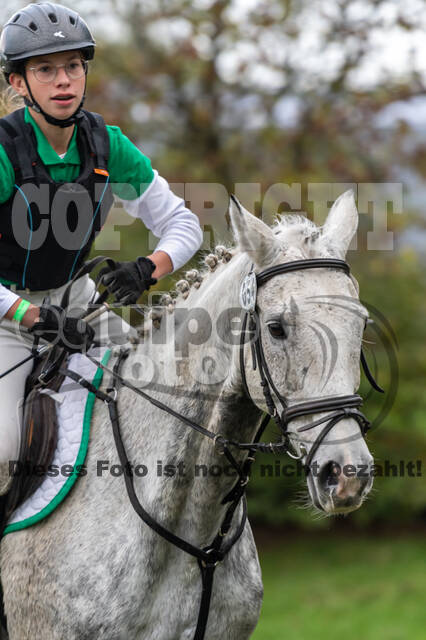 Goldene Schärpe 2020 - Pferde