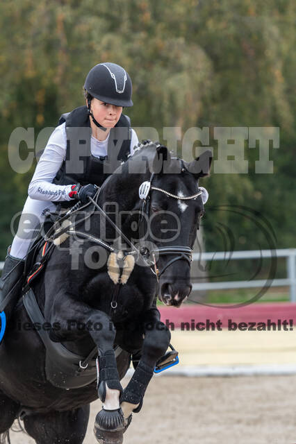 Goldene Schärpe 2020 - Pferde