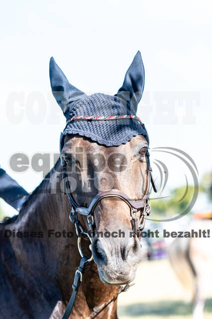 Kronenberg - De Peelbergen (August 2020)