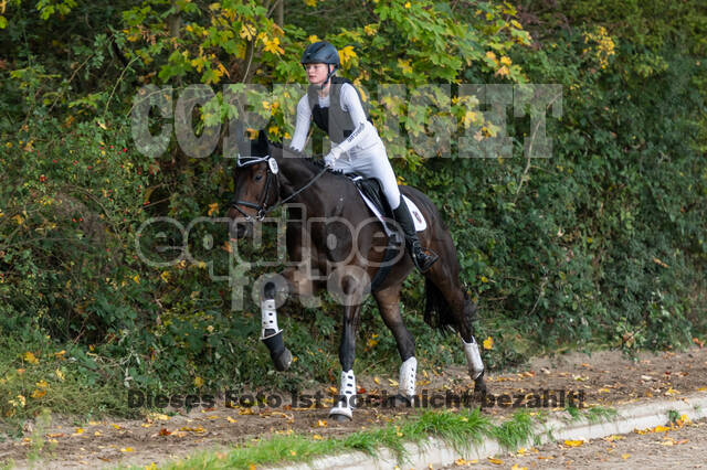 Goldene Schärpe 2020 - Pferde