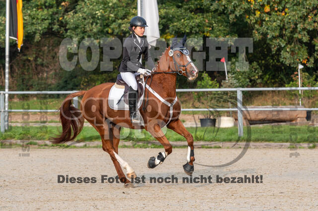 Goldene Schärpe 2020 - Pferde