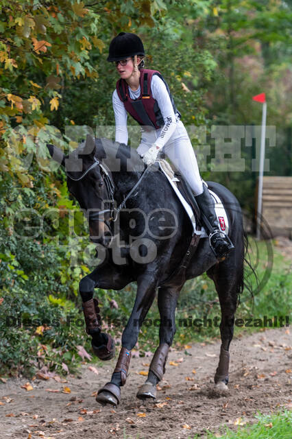 Goldene Schärpe 2020 - Pferde