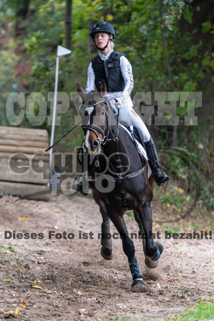 Goldene Schärpe 2020 - Pferde