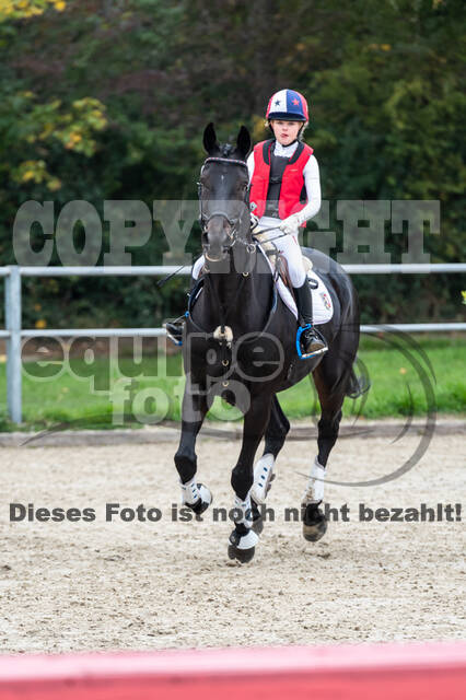 Goldene Schärpe 2020 - Pferde