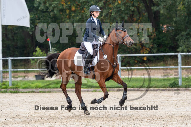 Goldene Schärpe 2020 - Pferde