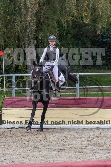 Goldene Schärpe 2020 - Pferde