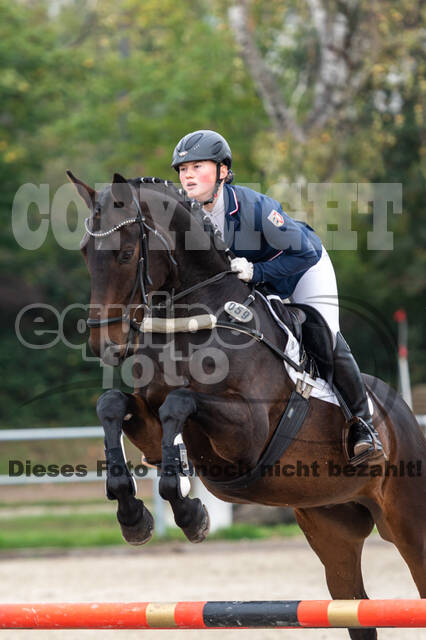 Goldene Schärpe 2020 - Pferde