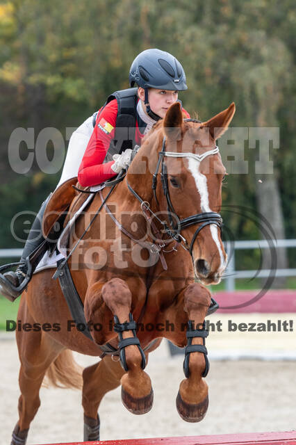 Goldene Schärpe 2020 - Pferde