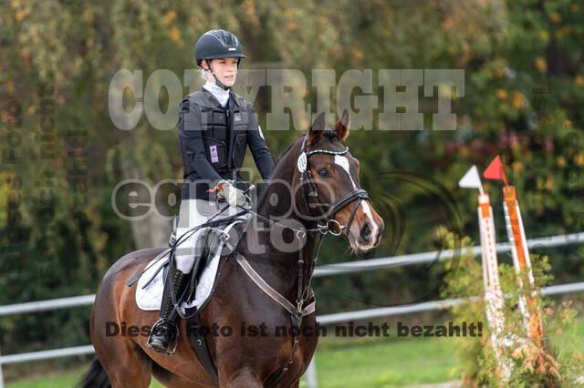 Goldene Schärpe 2020 - Pferde