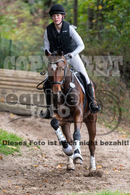 Goldene Schärpe 2020 - Pferde