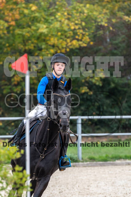 Goldene Schärpe 2020 - Pferde