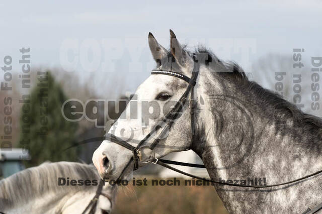 Geländetraining RSV St. Hubertus Wesel Obrighoven