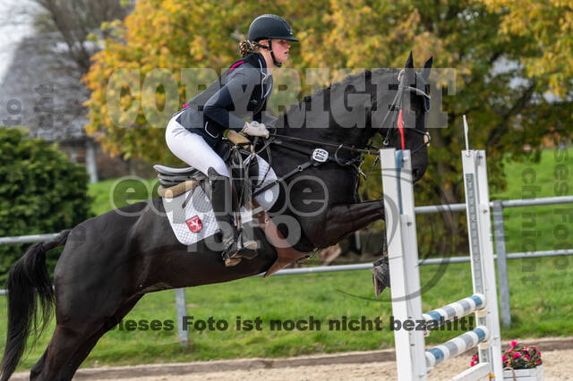 Goldene Schärpe 2020 - Pferde