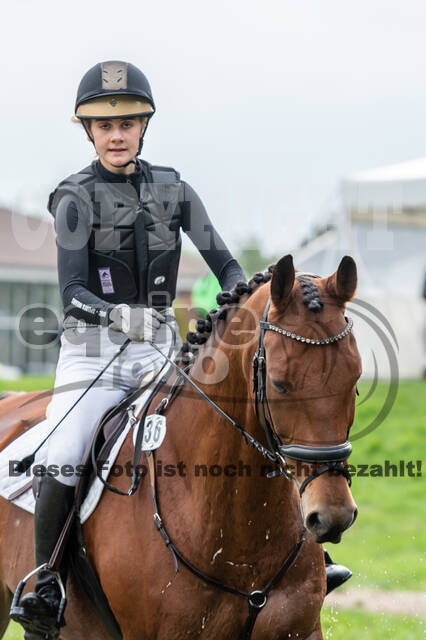 Goldene Schärpe 2020 - Pferde