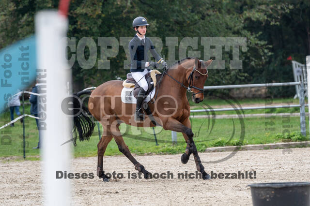 Goldene Schärpe 2020 - Pferde