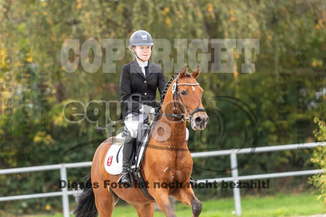 Goldene Schärpe 2020 - Pferde