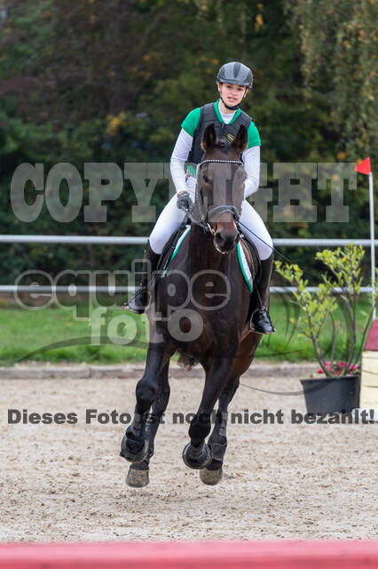 Goldene Schärpe 2020 - Pferde