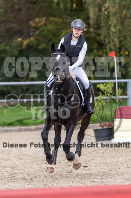 Goldene Schärpe 2020 - Pferde