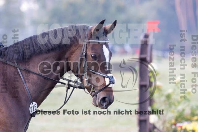 Vielseitigkeitsturnier RSV St. Hubertus Wesel Obrighoven