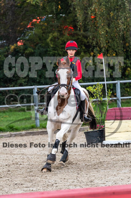 Goldene Schärpe 2020 - Pferde