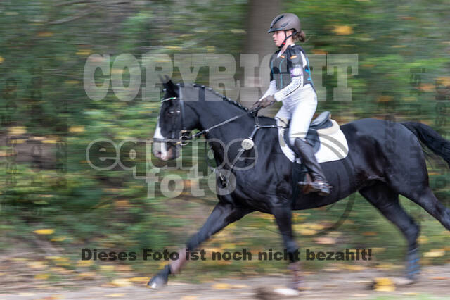 Goldene Schärpe 2020 - Pferde