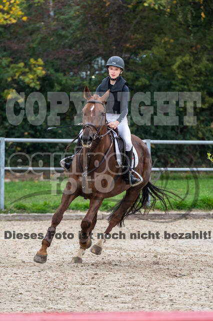 Goldene Schärpe 2020 - Pferde