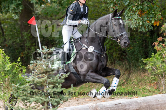 Goldene Schärpe 2020 - Pferde
