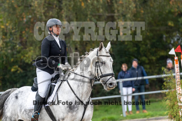 Goldene Schärpe 2020 - Pferde